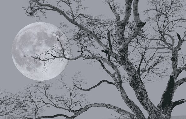Fototapeta Drzewo z gałęziami i księżycem w tle, Fototapety Natura, Popularne Fototapety, u19208 - Tapeko.pl