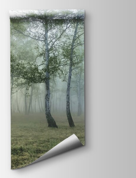 Fototapeta Mglisty las z drzewami, Fototapety design, Popularne Fototapety, u25820 - Tapeko.pl