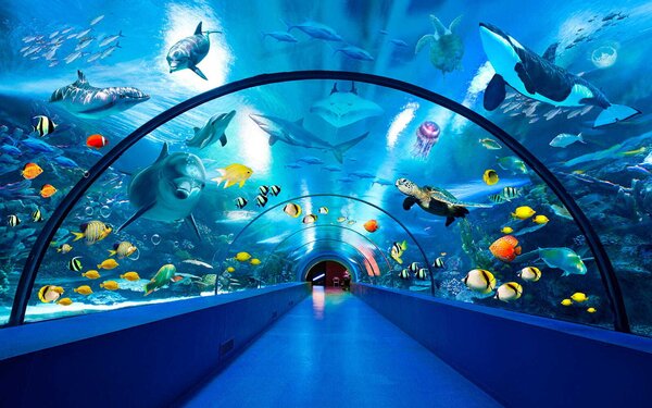 Fototapeta Tunel z rybami i zwierzętami, Fototapety 3d z kwiatami, Popularne Fototapety, u34490 - Tapeko.pl