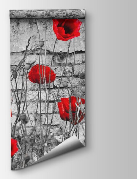 Fototapeta Czerwone kwiaty na polu, Fototapety Kwiaty, Popularne Fototapety, u40552 - Tapeko.pl