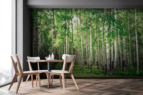 Fototapeta Grupa drzew w lesie, Fototapety Natura, Popularne Fototapety, u52530 - Tapeko.pl