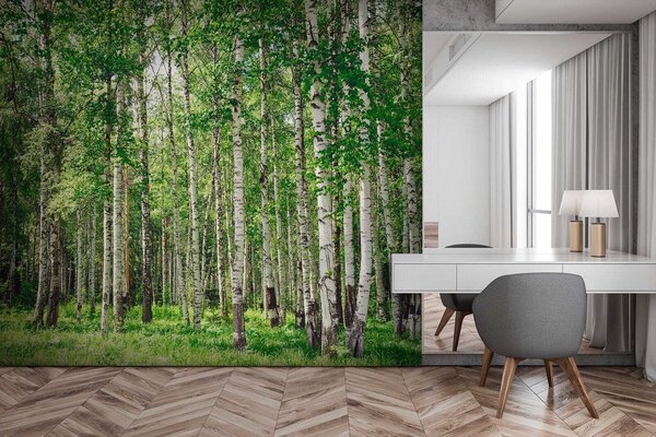 Fototapeta Grupa drzew w lesie, Fototapety Natura, Popularne Fototapety, u52530 - Tapeko.pl