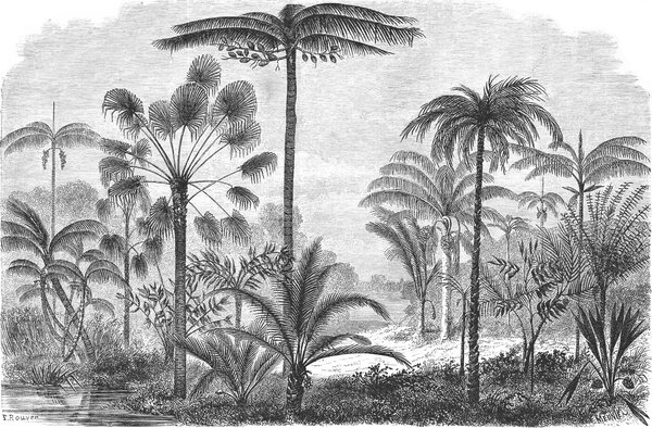 Fototapeta Czarno-biały rysunek palm, Fototapety Dżungla, Popularne Fototapety, u52596 - Tapeko.pl