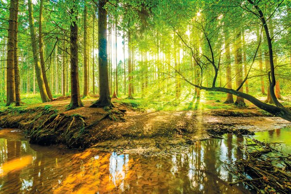 Fototapeta Strumień w lesie, Fototapety Natura, Popularne Fototapety, u52615 - Tapeko.pl