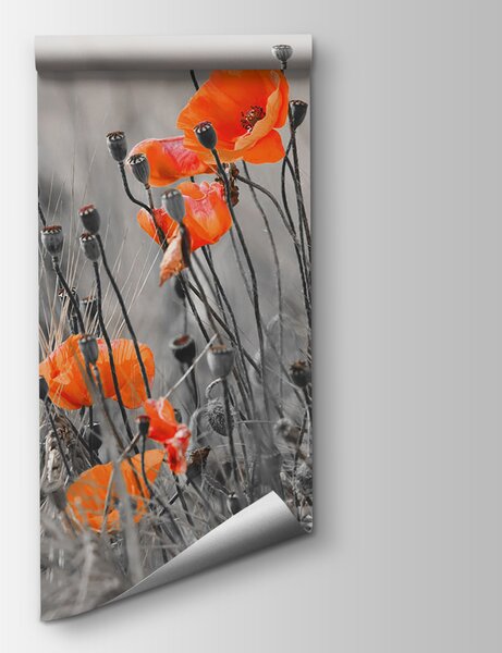 Fototapeta Pomarańczowe kwiaty na polu, Fototapety design, Popularne Fototapety, u53411 - Tapeko.pl