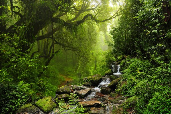 Fototapeta Strumień płynący przez las, Fototapety Dżungla, Popularne Fototapety, u53758 - Tapeko.pl