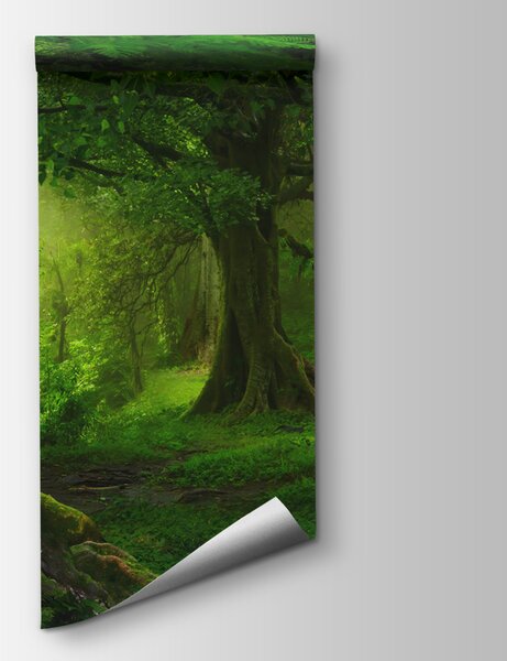 Fototapeta Las z drzewami i roślinami, Fototapety Natura, Popularne Fototapety, u56167 - Tapeko.pl