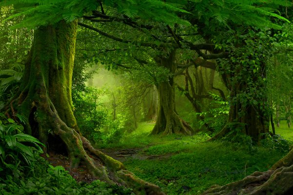 Fototapeta Las z drzewami i roślinami, Fototapety Natura, Popularne Fototapety, u56167 - Tapeko.pl