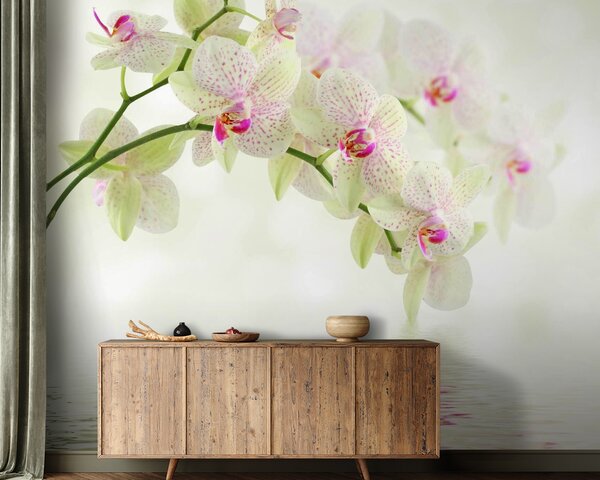 Fototapeta Delikatne orchidee nad łagodną wodą, Fototapety Kwiaty, Popularne Fototapety, u56335 - Tapeko.pl
