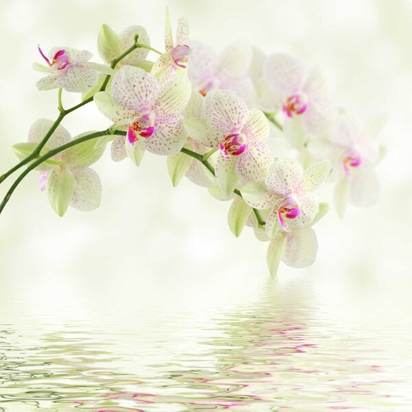 Fototapeta Delikatne orchidee nad łagodną wodą, Fototapety Kwiaty, Popularne Fototapety, u56335 - Tapeko.pl