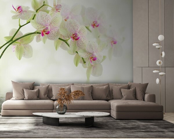 Fototapeta Delikatne orchidee nad łagodną wodą, Fototapety Kwiaty, Popularne Fototapety, u56335 - Tapeko.pl