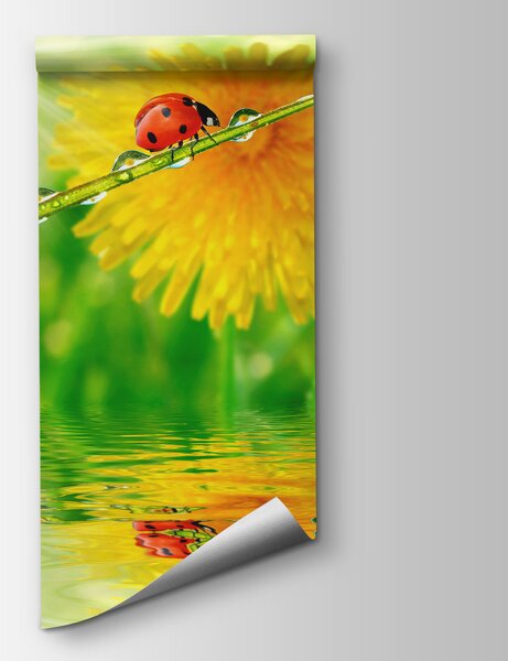 Fototapeta Biedronka na źdźble trawy z kroplami wody, Fototapety design, Popularne Fototapety, u56633 - Tapeko.pl