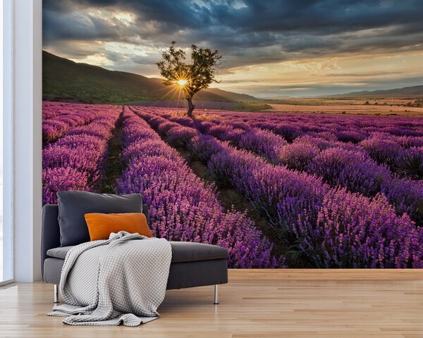 Fototapeta Drzewo na polu lawendy, Fototapety Natura, Popularne Fototapety, u57229 - Tapeko.pl
