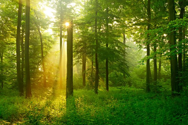 Fototapeta Słońce prześwitujące przez drzewa, Fototapety Natura, Popularne Fototapety, u57295 - Tapeko.pl