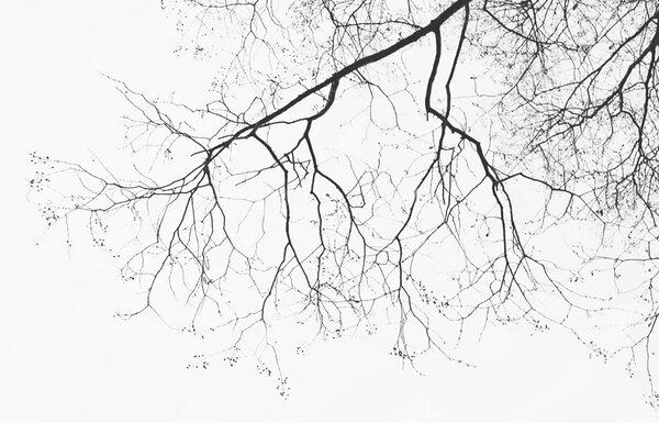 Fototapeta Gałąź drzewa bez liści, Fototapety Natura, Popularne Fototapety, u72718 - Tapeko.pl