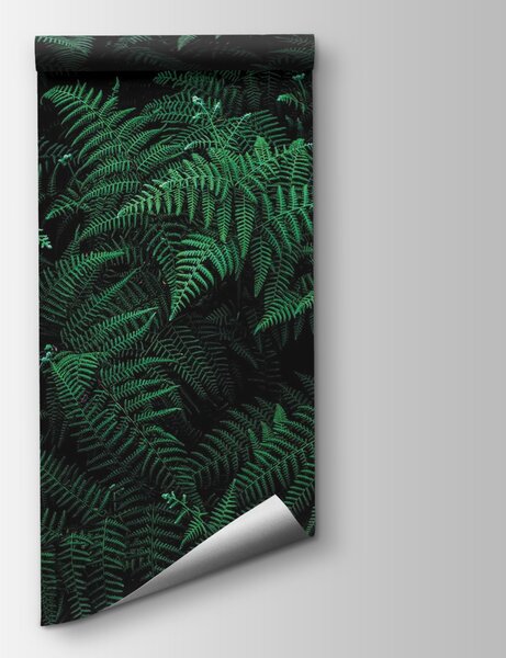 Fototapeta Bujne paprocie w głębokich odcieniach zieleni, Fototapety Liście, Popularne Fototapety, u73636 - Tapeko.pl