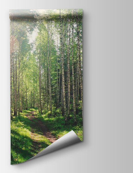 Fototapeta Ścieżka przez las drzew, Fototapety Las, Popularne Fototapety, u74235 - Tapeko.pl