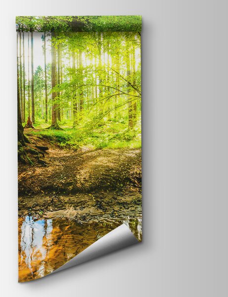 Fototapeta Strumień w lesie, Fototapety Las, Popularne Fototapety, u93621 - Tapeko.pl