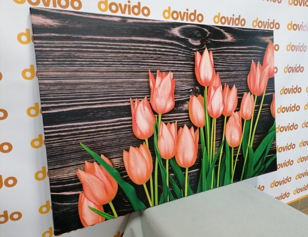 Obraz urocze pomarańczowe tulipany na drewnianym tle