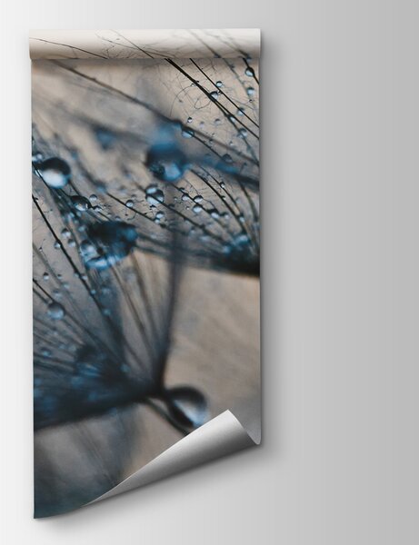 Fototapeta Delikatne krople na nasionach mniszka lekarskiego, Fototapety 3d, Popularne Fototapety, u57557v1 - Tapeko.pl