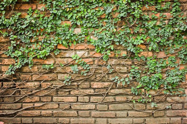 Fototapeta Ceglana ściana porośnięta bluszczem, Fototapety Beton, Popularne Fototapety, u53037 - Tapeko.pl
