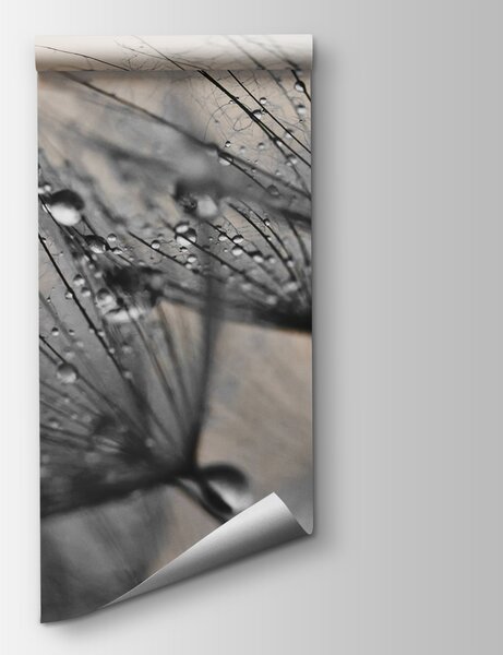 Fototapeta Delikatne krople na kruchych płatkach, Fototapety 3d, Popularne Fototapety, u57557v2 - Tapeko.pl