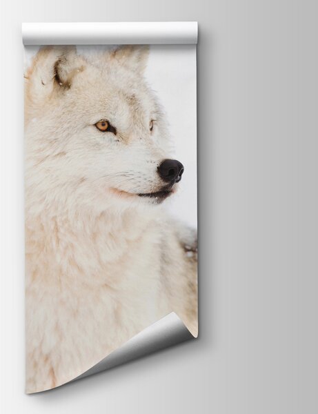 Fototapeta Biały wilk na śniegu, Nowoczesne Fototapety, Popularne Fototapety, u98189 - Tapeko.pl