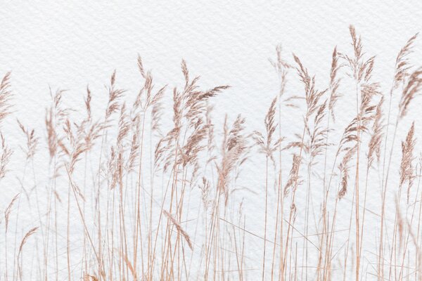 Fototapeta Delikatne trawy na miękkim tle, Fototapety Natura, Popularne Fototapety, u98428v1 - Tapeko.pl