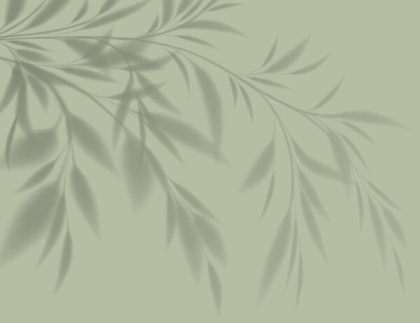 Fototapeta Cień rośliny na ścianie, Fototapety Natura, Popularne Fototapety, w00404 - Tapeko.pl