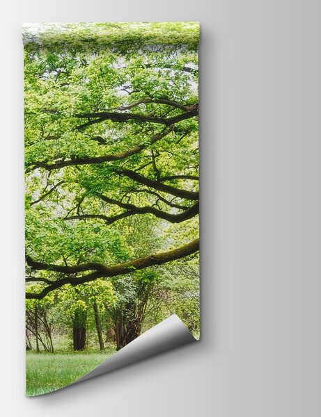 Fototapeta Drzewo z zielonymi liśćmi, Fototapety Drzewa, Popularne Fototapety, u55659 - Tapeko.pl