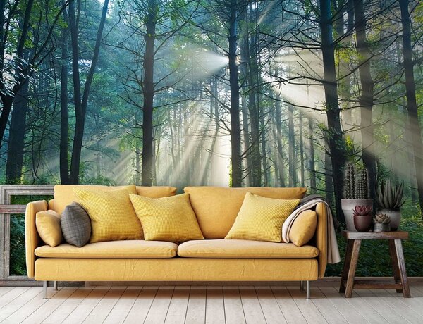 Fototapeta Słońce świecące przez drzewa w lesie, Fototapety Natura, Popularne Fototapety, u70959 - Tapeko.pl