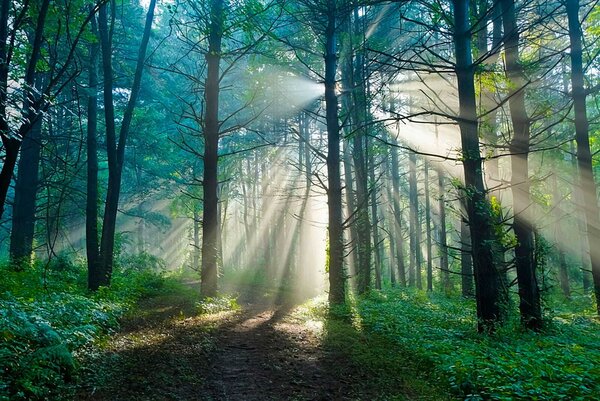 Fototapeta Słońce świecące przez drzewa w lesie, Fototapety Natura, Popularne Fototapety, u70959 - Tapeko.pl
