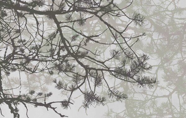 Fototapeta Gałęzie drzew z igłami, Fototapety Natura, Popularne Fototapety, w08166 - Tapeko.pl