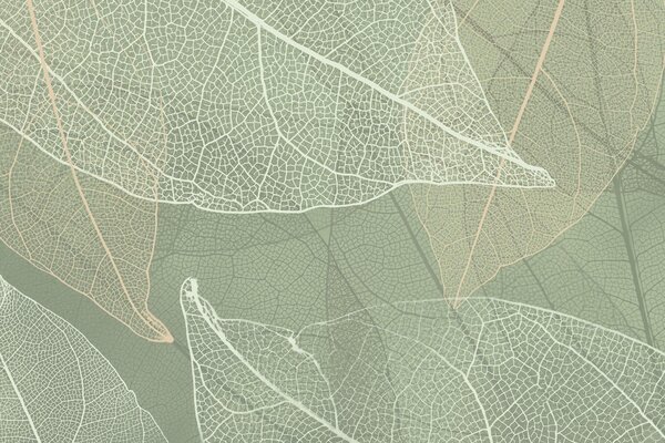 Fototapety zbliżenie liści z żyłkami w jasnozielonych odcieniach, Fototapety Natura, w02520 : Uwalls.pl