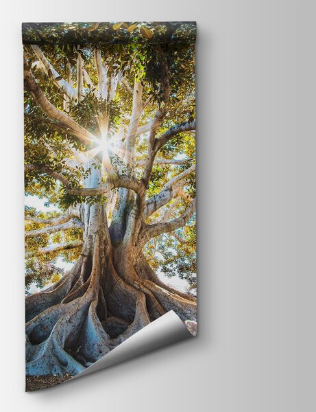 Fototapeta Majestatyczne drzewo w promieniach słońca, Fototapety Natura, Popularne Fototapety, u01271 - Tapeko.pl