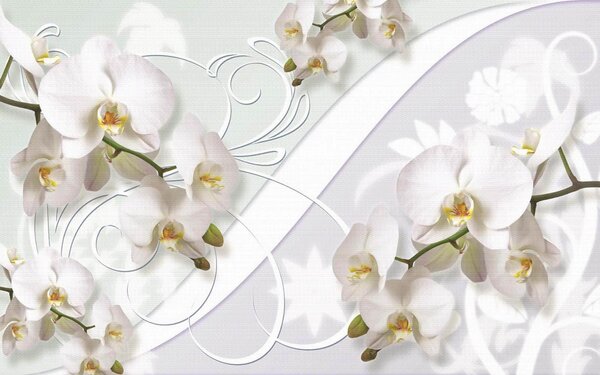 Fototapeta Delikatne orchidee w łagodnych odcieniach, Fototapety Kwiaty, Popularne Fototapety, u04707 - Tapeko.pl