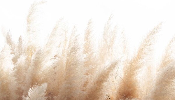 Fototapeta Grupa białej i brązowej trawy, Fototapety Natura, Popularne Fototapety, u51051 - Tapeko.pl