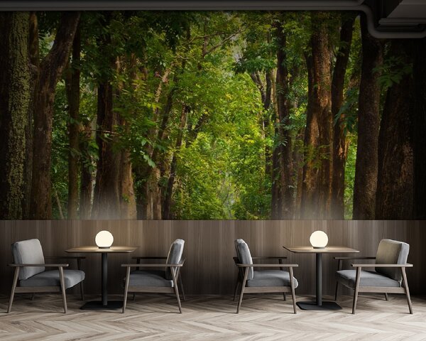 Fototapeta Ścieżka z drzewami po bokach, Fototapety Natura, Popularne Fototapety, u55418 - Tapeko.pl