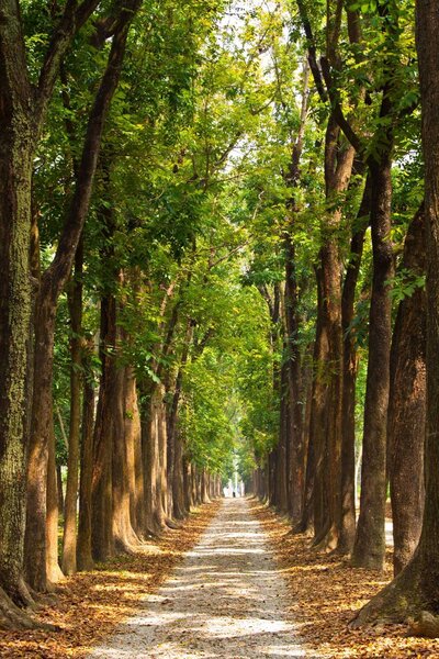 Fototapeta Ścieżka z drzewami po bokach, Fototapety Natura, Popularne Fototapety, u55418 - Tapeko.pl