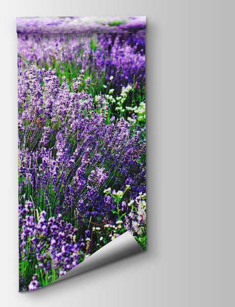 Fototapeta Pole fioletowych kwiatów, Fototapety Natura, Popularne Fototapety, u57293 - Tapeko.pl