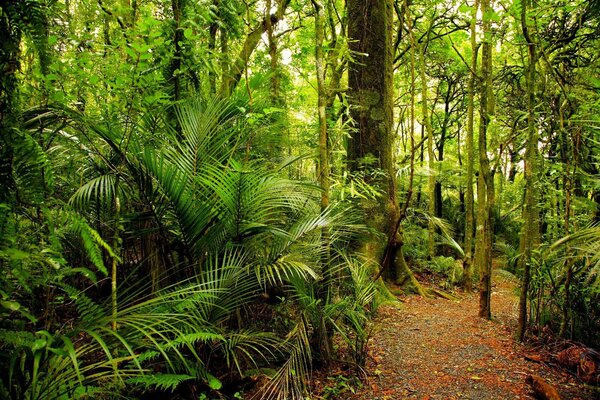 Fototapeta Ścieżka przez las, Fototapety Natura, Popularne Fototapety, u57297 - Tapeko.pl