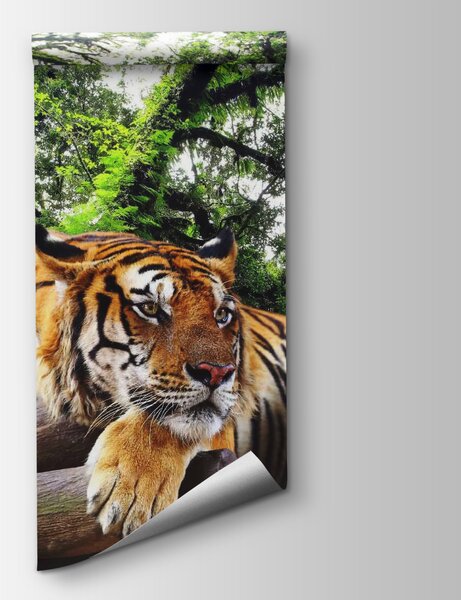 Fototapeta Tygrys leżący na kłodzie, Fototapety Natura, Popularne Fototapety, u57805 - Tapeko.pl