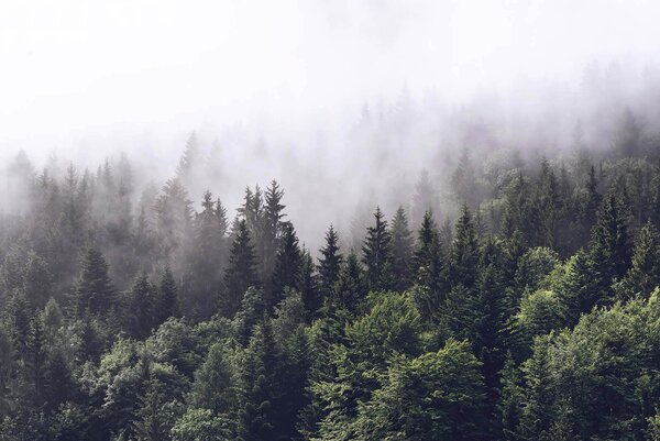 Fototapeta Las drzew z mgłą, Fototapety Natura, Popularne Fototapety, u62724 - Tapeko.pl