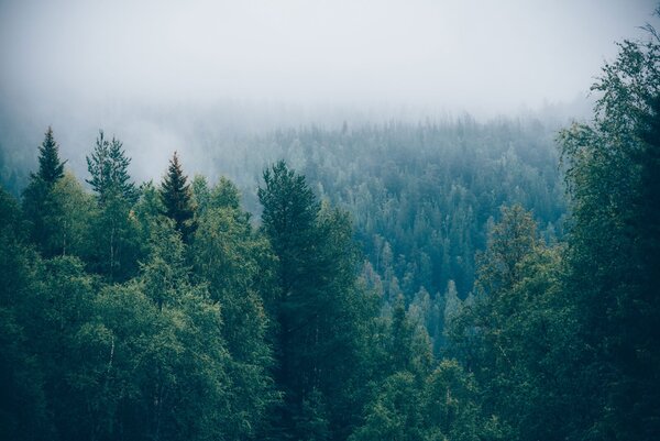 Fototapeta Las drzew z mgłą, Fototapety Natura, Popularne Fototapety, u74236 - Tapeko.pl