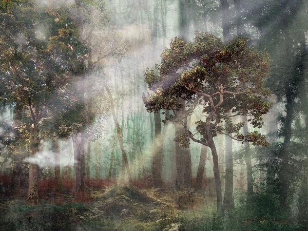 Fototapeta Mglisty las z drzewami i mgłą, Fototapety Natura, Popularne Fototapety, u80281 - Tapeko.pl