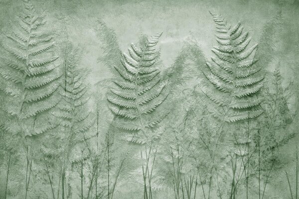 Fototapeta Liście paproci w ścianie, Fototapety Natura, Popularne Fototapety, w03316v2 - Tapeko.pl