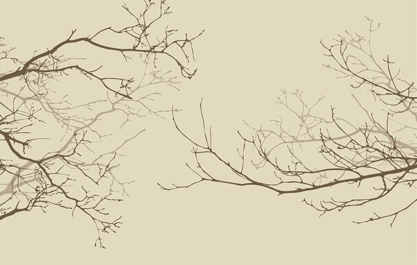 Fototapeta Grupa nagich gałęzi, Fototapety Natura, Popularne Fototapety, t00190 - Tapeko.pl