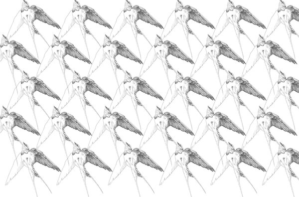 Fototapeta Grupa ptaków ze skrzydłami, Nowoczesne Fototapety, Popularne Fototapety, t00565 - Tapeko.pl