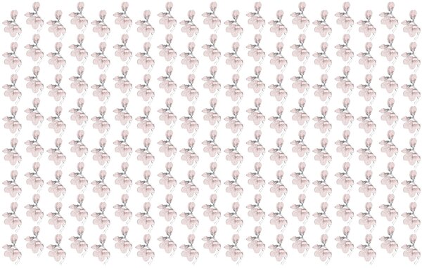 Fototapeta Wzór kwiatów na białym tle, Fototapety Kwiaty, Popularne Fototapety, t00566 - Tapeko.pl