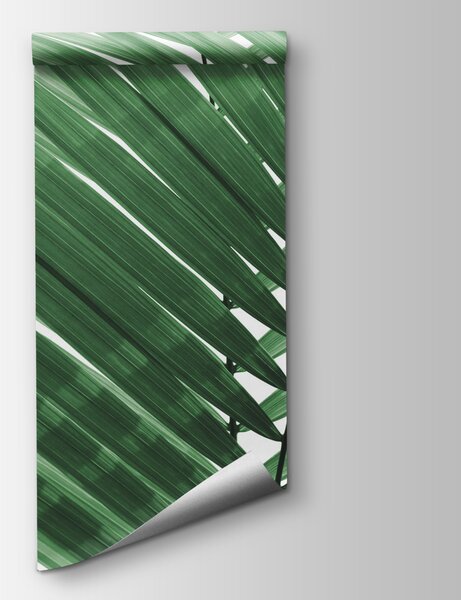 Fototapeta Bujne zielone liście palmy na tle bieli, Fototapety Las tropikalny, Popularne Fototapety, u97550v2 - Tapeko.pl